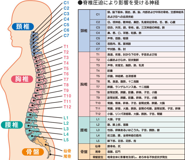 脊椎